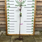 Ríbezľa čierna (Ribes nigrum) ´TISEL´ - výška 70-100 cm, skorá, voľnokorenná - STROMČEKOVÁ/NA KMIENKU
